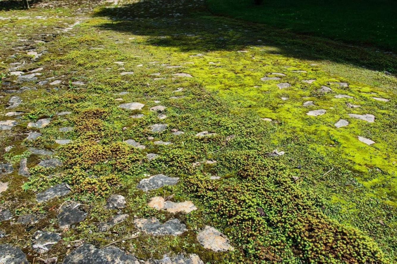 נאומבורג Rittergut/Gutshaus Grossgestewitz מראה חיצוני תמונה